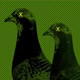 Imagem de Perfil de Interzone 